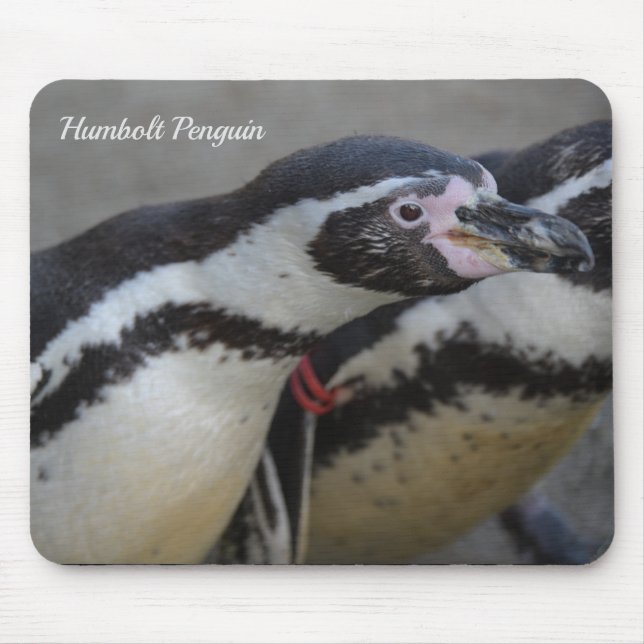 Tapis De Souris Humbolt Penguin au zoo de Drusillas dans l'est du  (Devant)