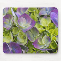 Hydrangea du jardin de Keukenhof