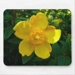 Tapis De Souris Hypericum Hidcote (Saint-Jean)