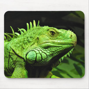 Tapis De Souris Iguana verte