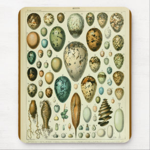 Tapis De Souris Illustration antique d'histoire naturelle des œufs