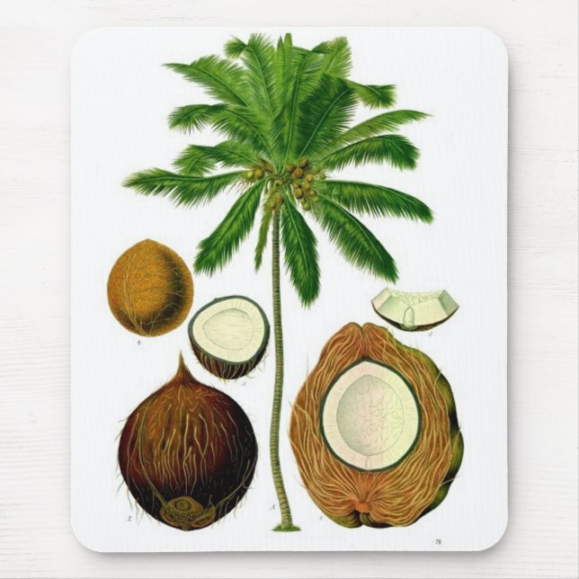 Tapis De Souris Illustration botanique d'arbre de noix de coco (Devant)