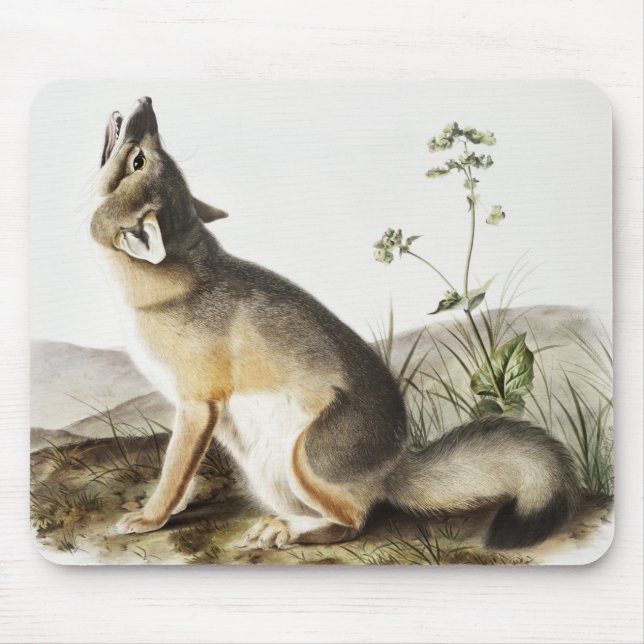 Tapis De Souris Illustration de Fox (Vulpes velox) (Devant)