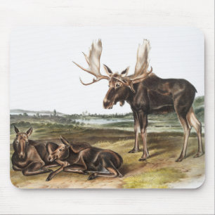 Tapis De Souris Illustration de Moose Deer (Servus alces)
