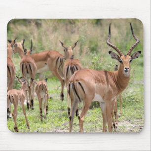 Tapis De Souris Impala dans le delta de l'Okavango