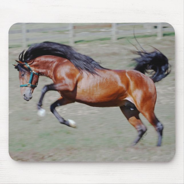 Tapis De Souris Indico VII atteignant (Devant)