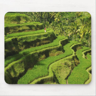 Tapis De Souris Indonésie, Bali   Rizières