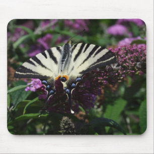 Tapis De Souris Iphiclides podalirius