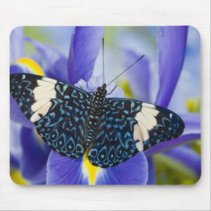 Tapis De Souris Iris Pourpre Papillon Tropical