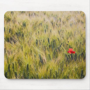 Tapis De Souris Italie, Toscane, Coquelicot solitaire dans le blé 