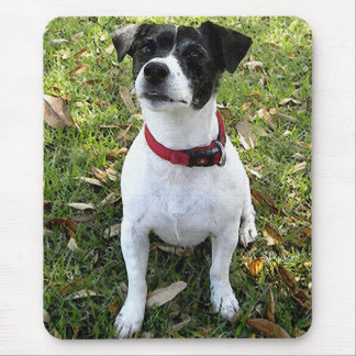 TAPIS DE SOURIS JACK RUSSELL TERRIER