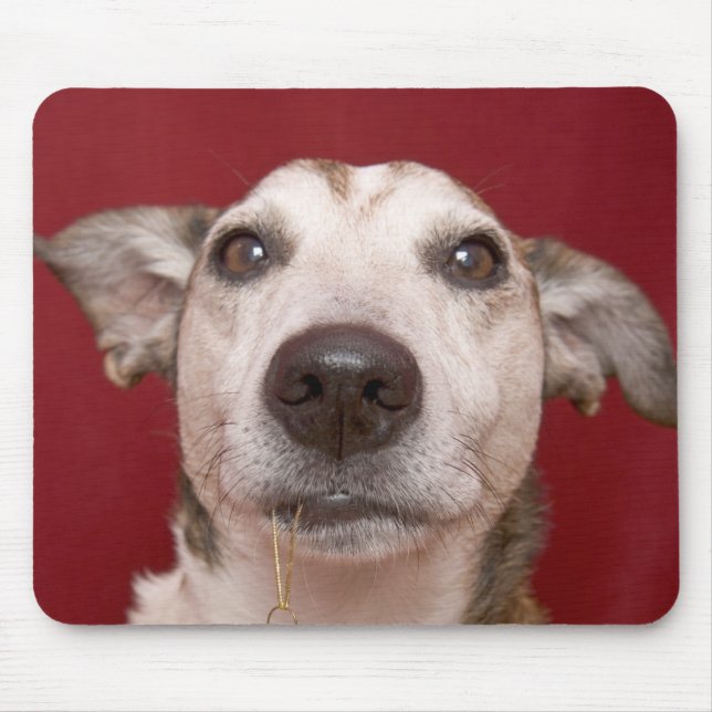 Tapis De Souris Jack Russell Terrier tenant l'ornement de Noël (Devant)