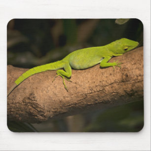Tapis De Souris Jamaican giant anole