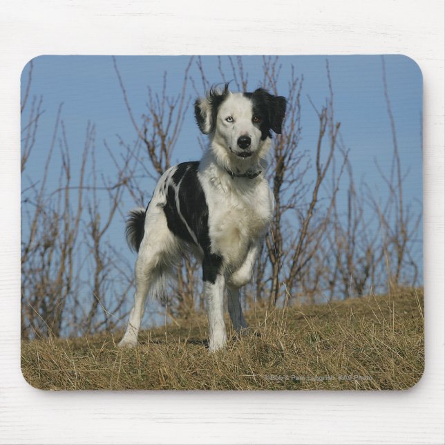 Tapis De Souris Jambe de border collie augmentée (Devant)