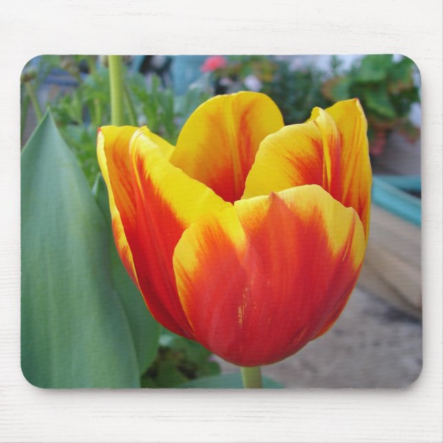 Tapis De Souris Jardin fleuri de la Tulipe rouge et jaune Photo (Devant)