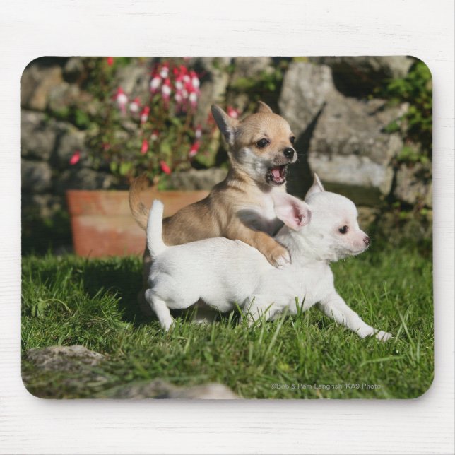 Tapis De Souris Jeu de chiot de chiwawa (Devant)