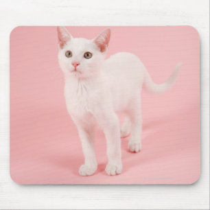 Tapis De Souris Jeune chat blanc 2
