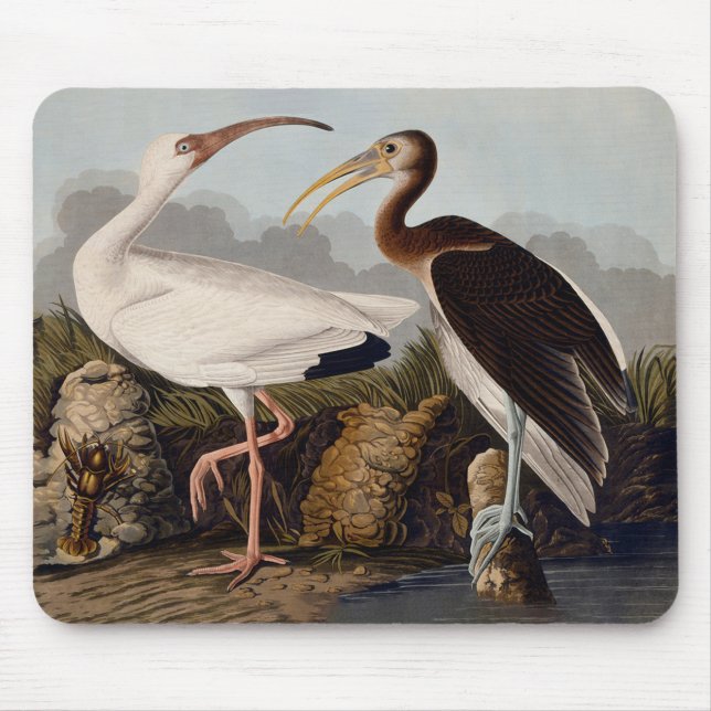Tapis De Souris John James Audubon White Ibis Bird Print Classic (Devant)