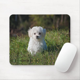 Tapis De Souris Joli chiot blanc