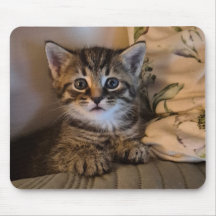 Joli petit chat