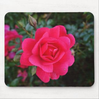 Tapis De Souris jolie photo de rose rose