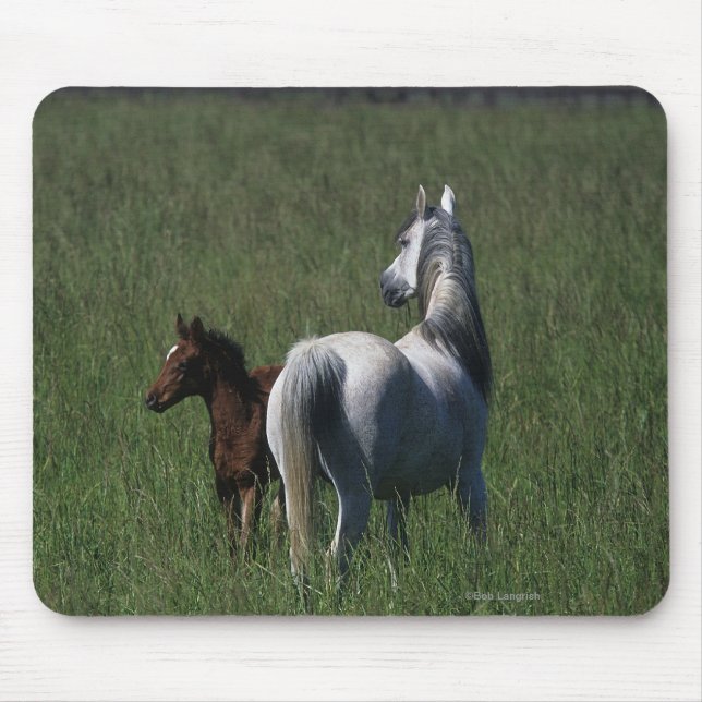Tapis De Souris Jument et poulain arabes (Devant)