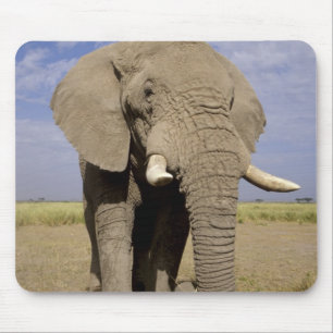 Tapis De Souris Kenya : Parc national d'Amboseli, éléphant mâle