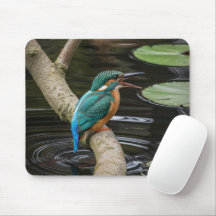 Kingfisher Bird