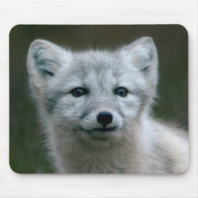 Tapis De Souris Kit de Fox arctique des images | de Getty (Devant)