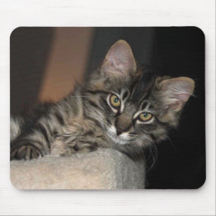 Tapis De Souris Kitten Chillin' Souris