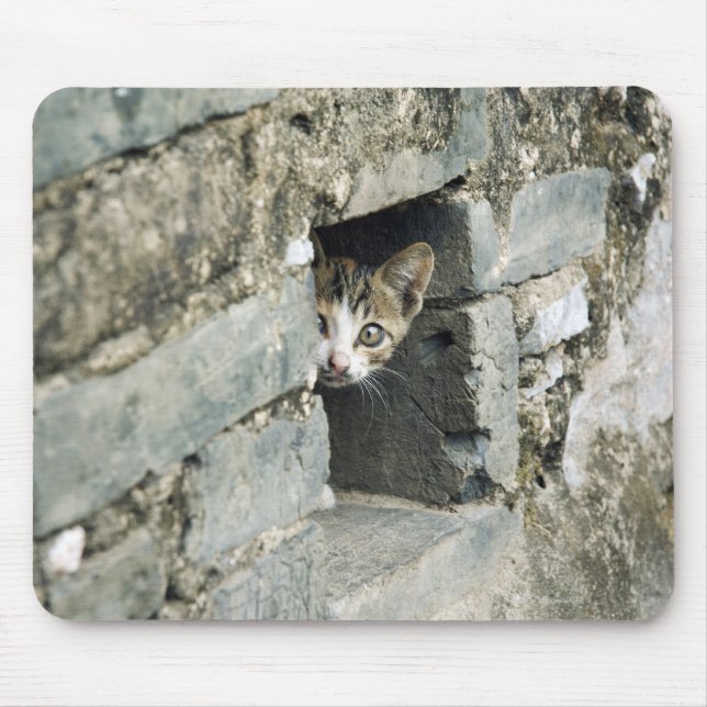 Tapis De Souris Kitten Pékin hors de Wall, Yangshuo, Guangxi (Devant)