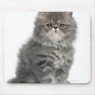 Tapis De Souris Kitten persan (2 mois) assis