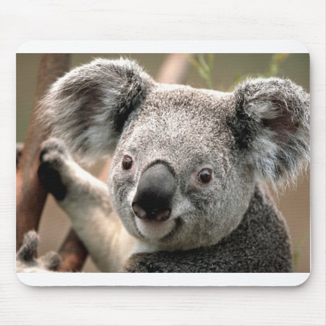 Tapis De Souris Koala (Devant)