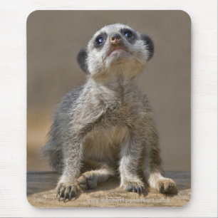 Tapis de souris Kute Kat