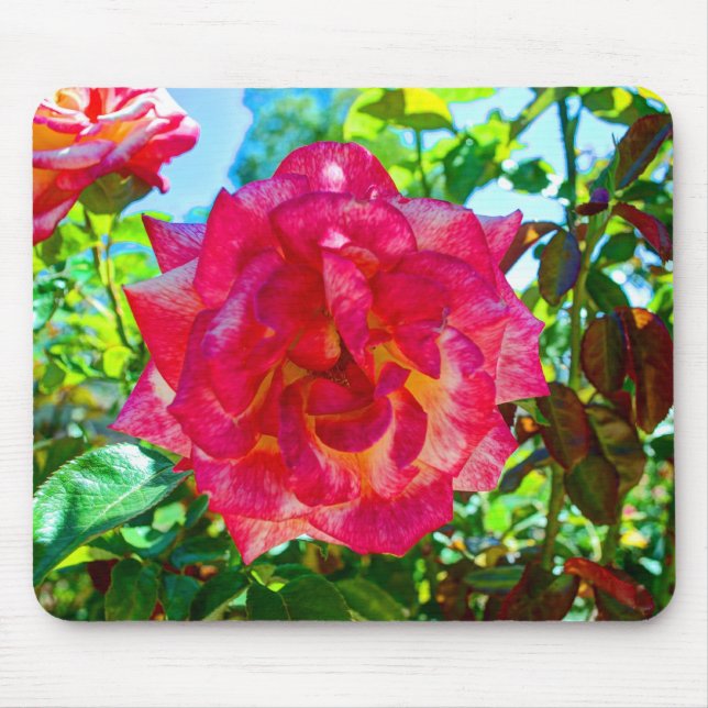 Tapis De Souris la fusion 117HD rose s'est levée (Devant)