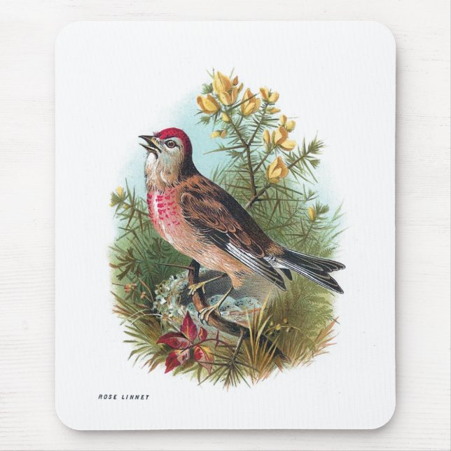 Tapis De Souris La linotte de rose (Devant)