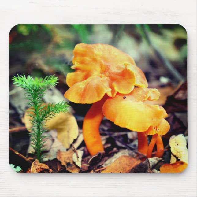 Tapis De Souris La nature des champignons orange (Devant)