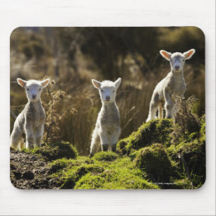 Tapis De Souris La Nouvelle Zélande, île du sud, ressortissant d