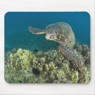Tapis De Souris La tortue verte, (Chelonia mydas), est le