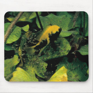 Tapis De Souris Labridens de Herichthys des médias Luna