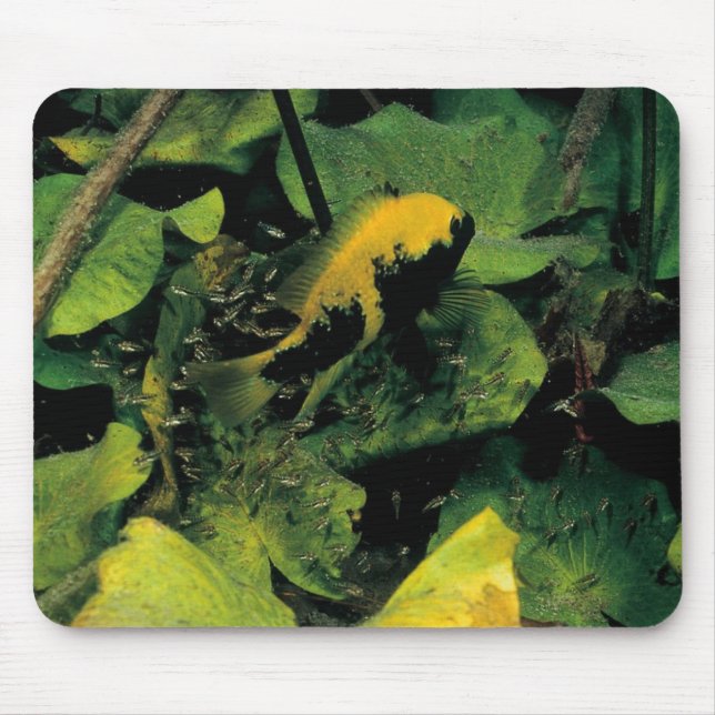 Tapis De Souris Labridens de Herichthys des médias Luna (Devant)