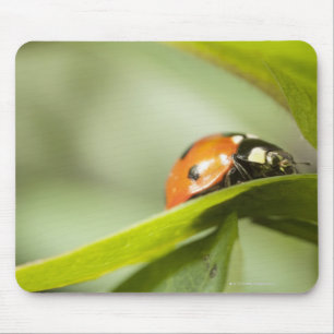 Tapis De Souris Ladybird sur la feuille, coccinelle sur la feuille