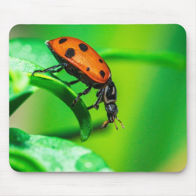 Tapis De Souris Ladybug Mouse Pad | Nature Desk Setup (Devant)