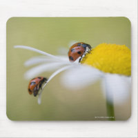 Ladybugs sur une marguerite à oeil oxydé, Biei, Ho
