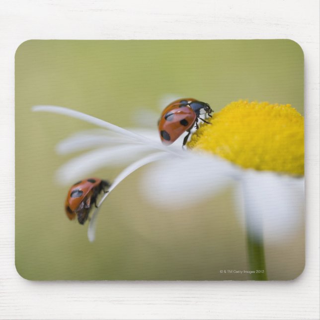 Tapis De Souris Ladybugs sur une marguerite à oeil oxydé, Biei, Ho (Devant)