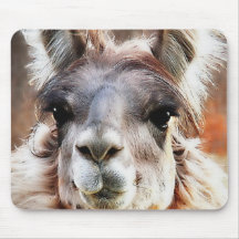 Lama