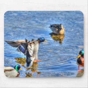 Tapis De Souris Landing Mallard Drake Birdlover Wildlife Photo