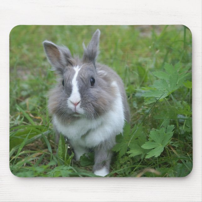 Tapis De Souris Lapin lapin (Devant)