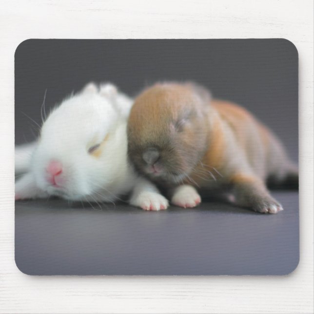 Tapis De Souris Lapins nains de Netherland (Devant)