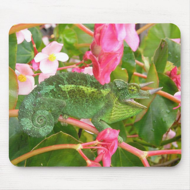 Tapis De Souris Le caméléon Mousepad de Jackson (Devant)